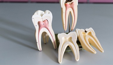 inner layers of tooth